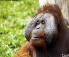 Bir erkek Orangutan yüzü
